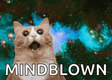 cat mindblown gif